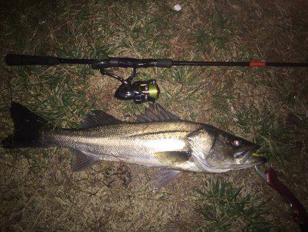 今季初シーバス